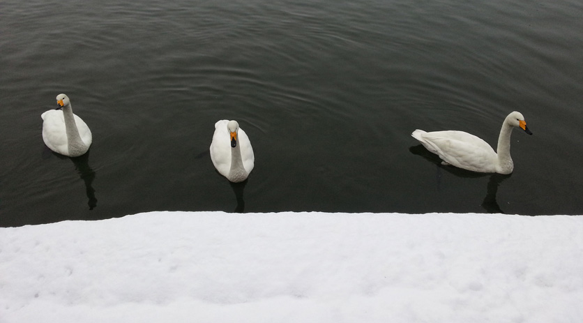 Siberian Swans