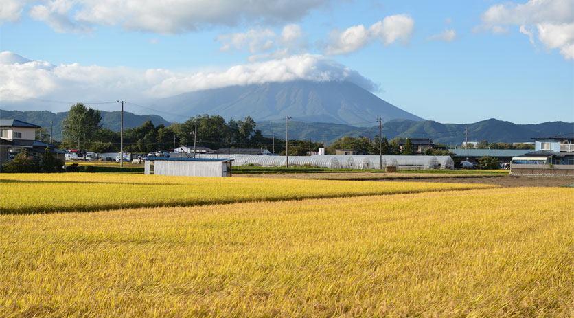 Field's ready to be harvested